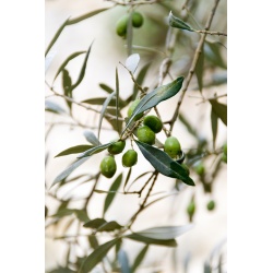 Olives